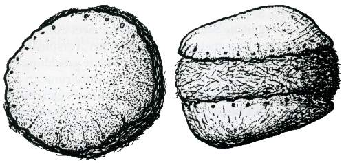 Ball Ausgrabungen in Schleswig Bericht und Studien 13 Seite 83 Abb. 1