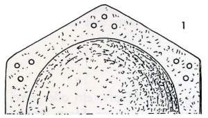 Buckel Zeichnung Draufsicht Haithabu Bericht 12 Seite 54 Abb 1 Buckel Zeichnung Draufsicht Haithabu Bericht 12 Seite 54 Abb 1