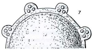 Buckel Zeichnung Draufsicht Haithabu Bericht 12 Seite 54 Abb 7 Buckel Zeichnung Draufsicht Haithabu Bericht 12 Seite 54 Abb 7